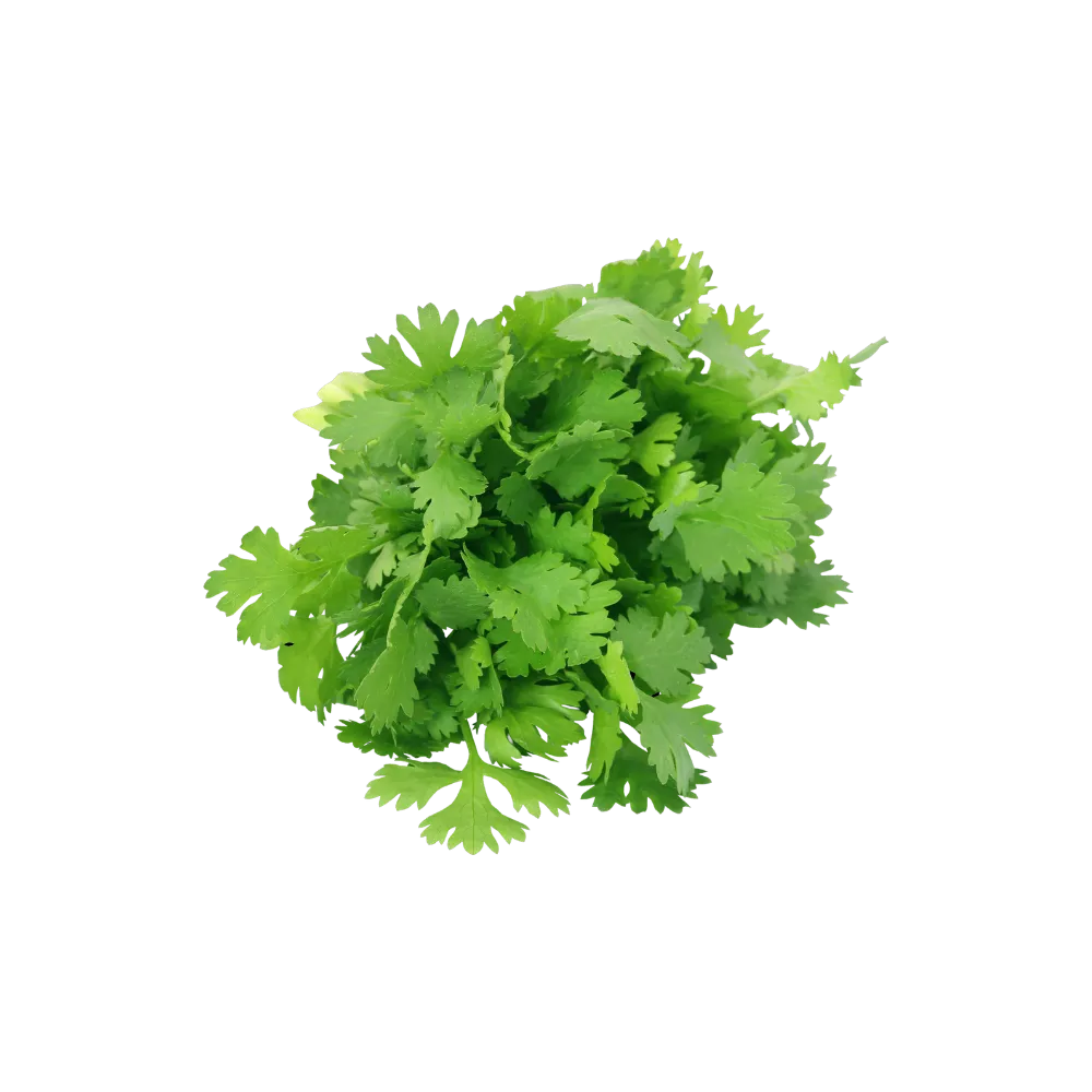 Fresh Coriander Leaves
